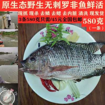 罗非鱼在哪里有(罗非鱼在哪里有卖的)-第3张图片-厨房小当家 罗非鱼在哪里有(罗非鱼在哪里有卖的)-第3张图片-厨房小当家