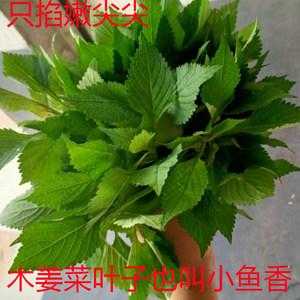 鱼香菜哪里有(嫩豆花是什么)-第2张图片-厨房小当家 鱼香菜哪里有(嫩豆花是什么)-第2张图片-厨房小当家