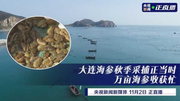 海参的主产地,辽宁海参产地在哪里-第3张图片-厨房小当家 海参的主产地,辽宁海参产地在哪里-第3张图片-厨房小当家