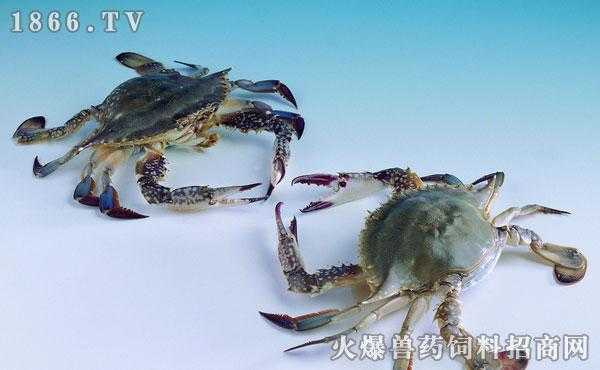 海蟹哪里可以吃(海蟹的产地)-第3张图片-厨房小当家 海蟹哪里可以吃(海蟹的产地)-第3张图片-厨房小当家
