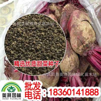 甜菜冻了怎么处理,甜菜收购价格-第3张图片-厨房小当家 甜菜冻了怎么处理,甜菜收购价格-第3张图片-厨房小当家