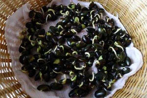 泡黑豆芽做法,黑豆芽哪里买的到-第3张图片-厨房小当家 泡黑豆芽做法,黑豆芽哪里买的到-第3张图片-厨房小当家