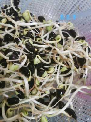 泡黑豆芽做法,黑豆芽哪里买的到-第1张图片-厨房小当家 泡黑豆芽做法,黑豆芽哪里买的到-第1张图片-厨房小当家