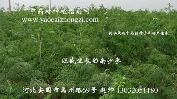 沙参哪里的好（南沙参种植技术及亩收益）-第3张图片-厨房小当家
