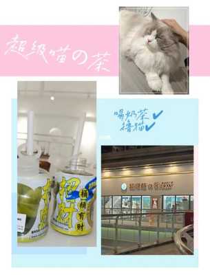 超级猫的茶怎么样(茶猫第一家店怎么样)-第1张图片-厨房小当家 超级猫的茶怎么样(茶猫第一家店怎么样)-第1张图片-厨房小当家