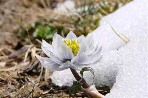 天山雪莲怎么吃才比较好,天山雪莲吃哪里最好-第2张图片-厨房小当家