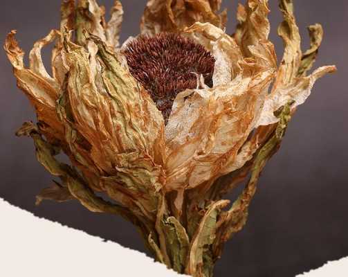 天山雪莲怎么吃才比较好,天山雪莲吃哪里最好-第3张图片-厨房小当家