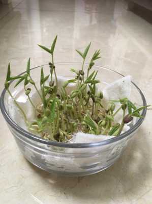 绿豆生在哪里（绿豆生在哪里?）-第1张图片-厨房小当家