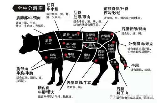牛肉哪个部位最有营养,牛肉哪里最营养价值高-第3张图片-厨房小当家 牛肉哪个部位最有营养,牛肉哪里最营养价值高-第3张图片-厨房小当家