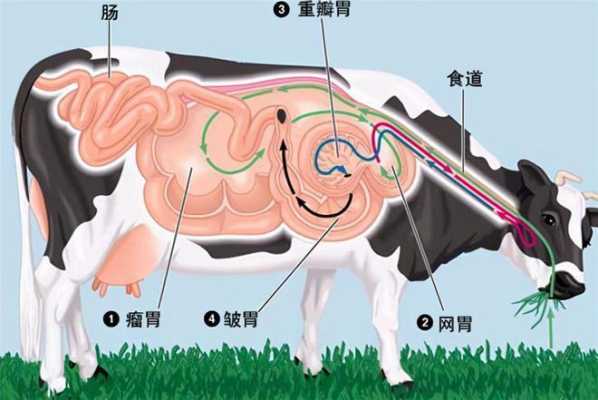 牛腹尖是什么,胃尖在哪个位置-第1张图片-厨房小当家 牛腹尖是什么,胃尖在哪个位置-第1张图片-厨房小当家