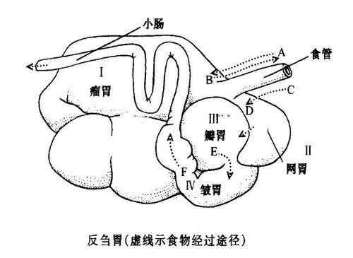 牛腹尖是什么,胃尖在哪个位置-第3张图片-厨房小当家 牛腹尖是什么,胃尖在哪个位置-第3张图片-厨房小当家