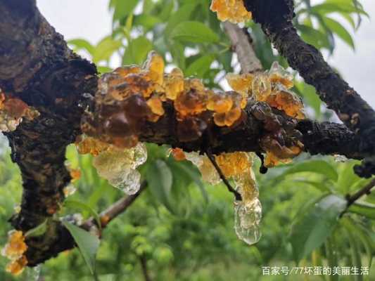 桃树胶哪里盛产(桃树上面的胶叫什么)-第2张图片-厨房小当家 桃树胶哪里盛产(桃树上面的胶叫什么)-第2张图片-厨房小当家