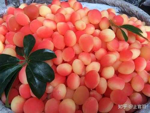 广东哪里种梅子(广东哪里种梅子最多)-第1张图片-厨房小当家 广东哪里种梅子(广东哪里种梅子最多)-第1张图片-厨房小当家