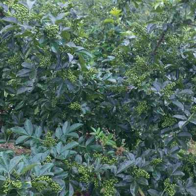 青花椒哪里最好（青花椒哪里最好吃）-第2张图片-厨房小当家