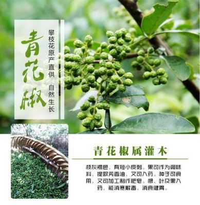 青花椒哪里最好（青花椒哪里最好吃）-第3张图片-厨房小当家