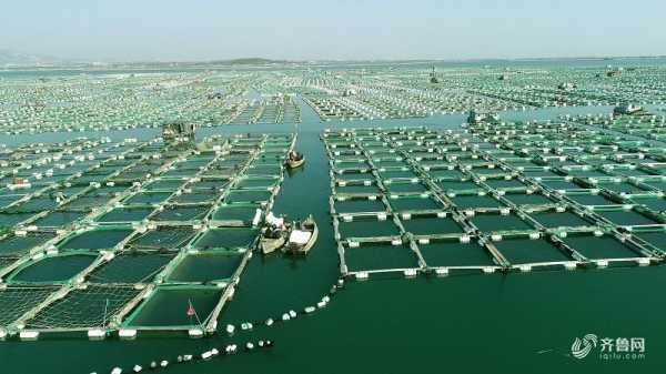 海参在哪里养殖(世界三大海参基地)-第1张图片-厨房小当家 海参在哪里养殖(世界三大海参基地)-第1张图片-厨房小当家