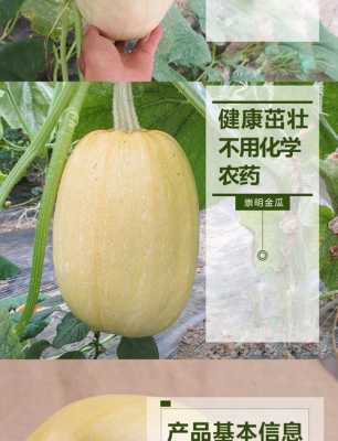 崇明金瓜哪里买得到(崇明金瓜哪里买得到啊)-第1张图片-厨房小当家 崇明金瓜哪里买得到(崇明金瓜哪里买得到啊)-第1张图片-厨房小当家