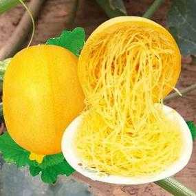 崇明金瓜哪里买得到(崇明金瓜哪里买得到啊)-第3张图片-厨房小当家 崇明金瓜哪里买得到(崇明金瓜哪里买得到啊)-第3张图片-厨房小当家