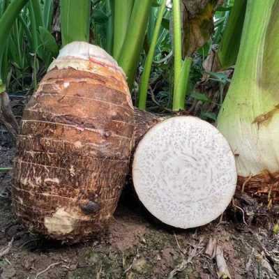 大芋头哪里的好(大芋头哪里的好吃)-第3张图片-厨房小当家 大芋头哪里的好(大芋头哪里的好吃)-第3张图片-厨房小当家