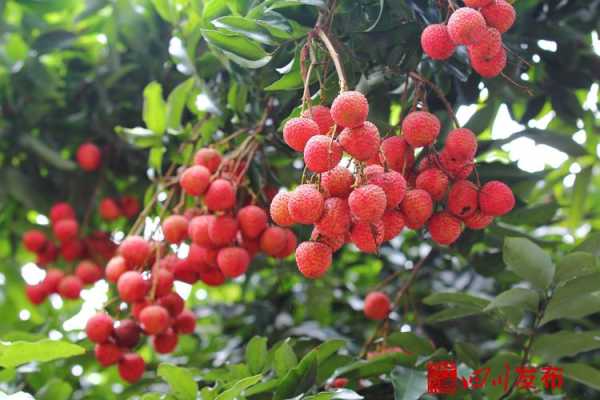 泸州合江荔枝哪里有(妃子笑荔枝是四川的吗)-第3张图片-厨房小当家 泸州合江荔枝哪里有(妃子笑荔枝是四川的吗)-第3张图片-厨房小当家