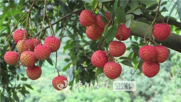 泸州合江荔枝哪里有(妃子笑荔枝是四川的吗)-第1张图片-厨房小当家 泸州合江荔枝哪里有(妃子笑荔枝是四川的吗)-第1张图片-厨房小当家