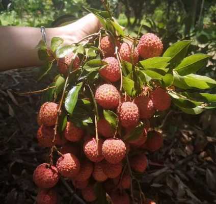泸州合江荔枝哪里有(妃子笑荔枝是四川的吗)-第2张图片-厨房小当家 泸州合江荔枝哪里有(妃子笑荔枝是四川的吗)-第2张图片-厨房小当家