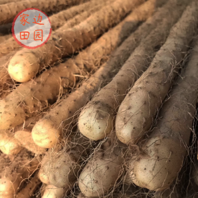 铁杆山药哪里的好(铁杆山药哪里的好?一斤多少钱?)-第2张图片-厨房小当家 铁杆山药哪里的好(铁杆山药哪里的好?一斤多少钱?)-第2张图片-厨房小当家