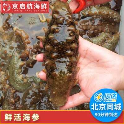 哪里有鲜活海参价格(海参的价格多少钱一斤)-第2张图片-厨房小当家 哪里有鲜活海参价格(海参的价格多少钱一斤)-第2张图片-厨房小当家