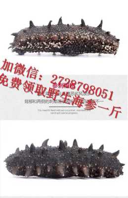 哪里有鲜活海参价格(海参的价格多少钱一斤)-第1张图片-厨房小当家 哪里有鲜活海参价格(海参的价格多少钱一斤)-第1张图片-厨房小当家