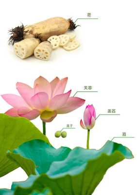 藕在荷花的哪里有,荷花的藕在哪里生长-第3张图片-厨房小当家