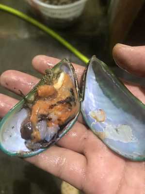 青口贝属于哪里(青口贝生长环境)-第2张图片-厨房小当家 青口贝属于哪里(青口贝生长环境)-第2张图片-厨房小当家