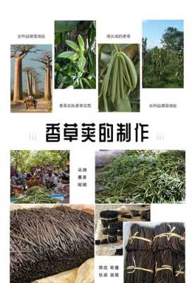 香草荚在哪里买(香草荚在哪里买的到)-第2张图片-厨房小当家 香草荚在哪里买(香草荚在哪里买的到)-第2张图片-厨房小当家