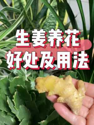 生姜末哪里有卖(生姜末可以养花吗)-第1张图片-厨房小当家 生姜末哪里有卖(生姜末可以养花吗)-第1张图片-厨房小当家