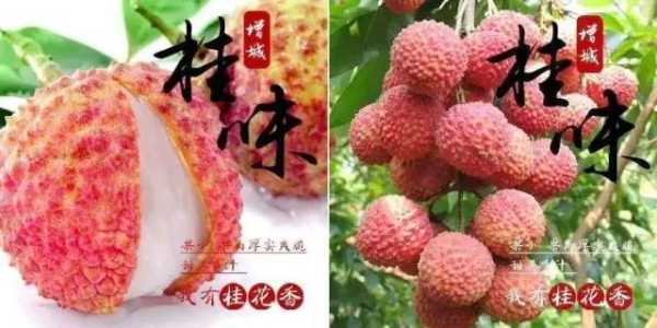 木广垌桂味跟增城桂味哪个好吃,茂名哪里的东西好吃又便宜-第2张图片-厨房小当家 木广垌桂味跟增城桂味哪个好吃,茂名哪里的东西好吃又便宜-第2张图片-厨房小当家