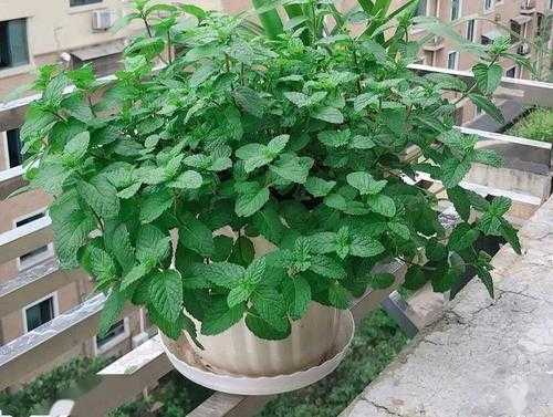 薄荷放在哪里好(薄荷放在哪里好养)-第1张图片-厨房小当家 薄荷放在哪里好(薄荷放在哪里好养)-第1张图片-厨房小当家