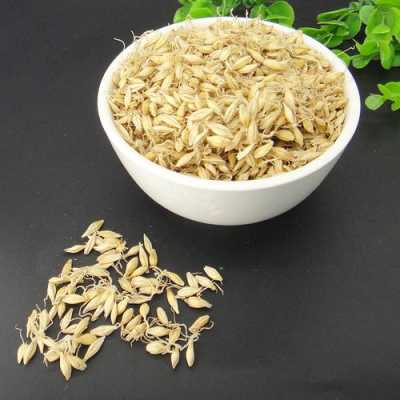 麦芽菜哪里有卖(麦芽菜哪里有卖的)-第2张图片-厨房小当家 麦芽菜哪里有卖(麦芽菜哪里有卖的)-第2张图片-厨房小当家