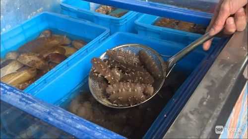 上海哪里买海参地址(上海卖海参)-第3张图片-厨房小当家 上海哪里买海参地址(上海卖海参)-第3张图片-厨房小当家
