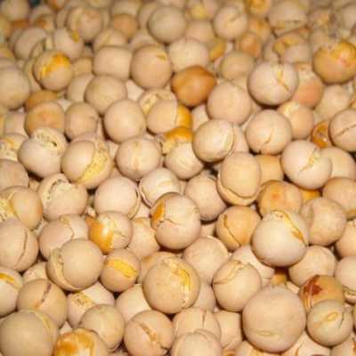 哪里有干碗豆卖(干豌豆怎么做)-第1张图片-厨房小当家 哪里有干碗豆卖(干豌豆怎么做)-第1张图片-厨房小当家
