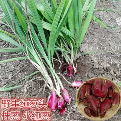 广西野生红葱头做法,广西哪里有红葱头种植-第1张图片-厨房小当家 广西野生红葱头做法,广西哪里有红葱头种植-第1张图片-厨房小当家