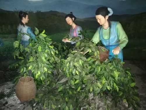宫廷贡茶味道怎么样（少女用嘴采茶叫什么茶）-第3张图片-厨房小当家