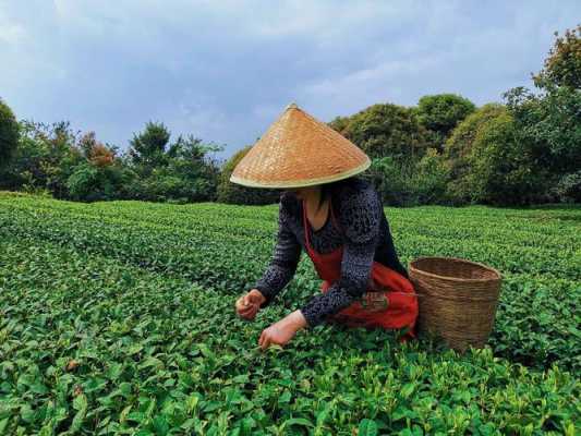 宫廷贡茶味道怎么样（少女用嘴采茶叫什么茶）-第2张图片-厨房小当家