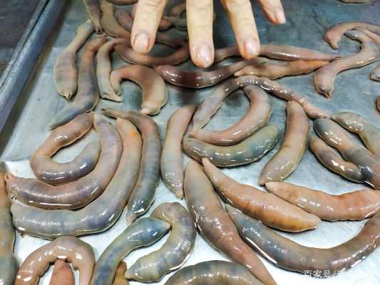 海参肠哪里有卖(海参肠哪里有卖的)-第1张图片-厨房小当家 海参肠哪里有卖(海参肠哪里有卖的)-第1张图片-厨房小当家