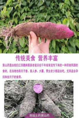 哪里的紫山药最好(哪里的紫山药最好最正宗)-第3张图片-厨房小当家 哪里的紫山药最好(哪里的紫山药最好最正宗)-第3张图片-厨房小当家