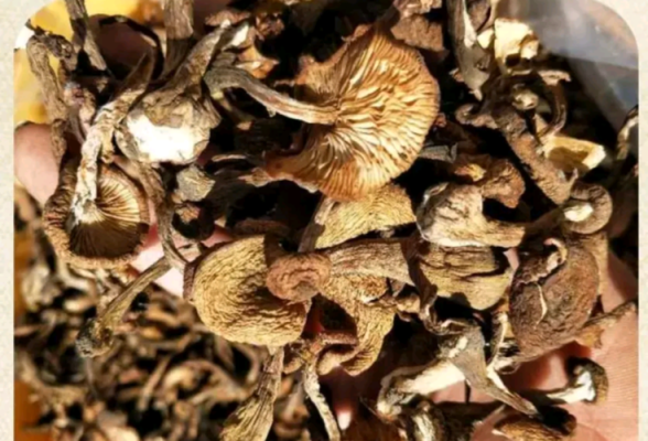东北哪里产榛蘑(东北哪里产榛蘑最多)-第2张图片-厨房小当家 东北哪里产榛蘑(东北哪里产榛蘑最多)-第2张图片-厨房小当家