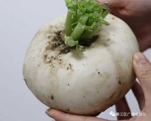 水晶萝卜哪里有卖(水晶萝卜哪里有卖的)-第2张图片-厨房小当家 水晶萝卜哪里有卖(水晶萝卜哪里有卖的)-第2张图片-厨房小当家