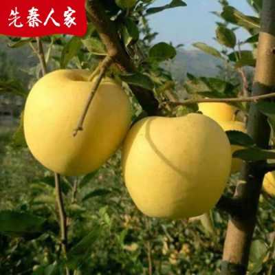 为什么一年四季都有黄元帅苹果,黄元帅苹果哪里最好吃-第1张图片-厨房小当家 为什么一年四季都有黄元帅苹果,黄元帅苹果哪里最好吃-第1张图片-厨房小当家