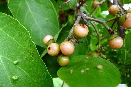 破布子哪里在批发(破布子哪里在批发)-第3张图片-厨房小当家 破布子哪里在批发(破布子哪里在批发)-第3张图片-厨房小当家