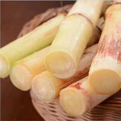 白甘蔗火锅哪里有(白甘蔗火锅哪里有卖)-第2张图片-厨房小当家 白甘蔗火锅哪里有(白甘蔗火锅哪里有卖)-第2张图片-厨房小当家
