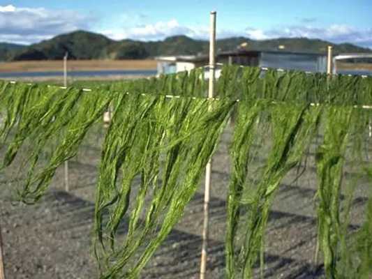 海苔如何成型,新鲜海苔长在哪里啊-第3张图片-厨房小当家 海苔如何成型,新鲜海苔长在哪里啊-第3张图片-厨房小当家