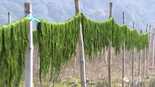 海苔如何成型,新鲜海苔长在哪里啊-第1张图片-厨房小当家 海苔如何成型,新鲜海苔长在哪里啊-第1张图片-厨房小当家